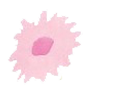 ハグライフピンクの花