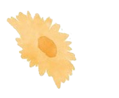 ハグライフ黄色い花
